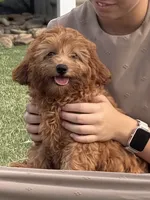 Alfie, a male Cavapoo for sale in Montezuma, GA – 2 of 4