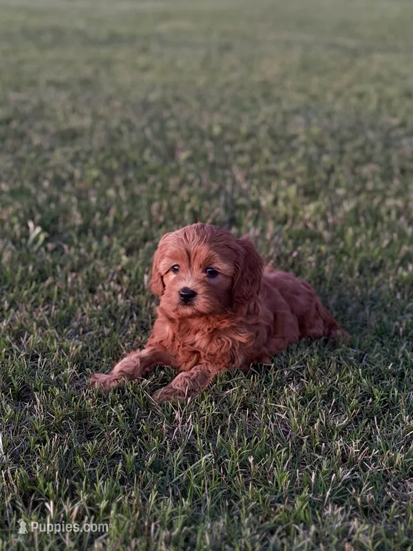 Alfie – Cavapoo puppy for sale in Montezuma, GA
