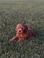 Alfie, a male Cavapoo for sale in Montezuma, GA – 1 of 7