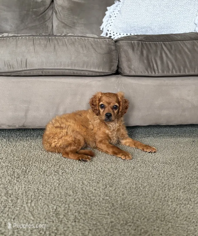 Stella – Cavapoo puppy on hold in Montezuma, GA
