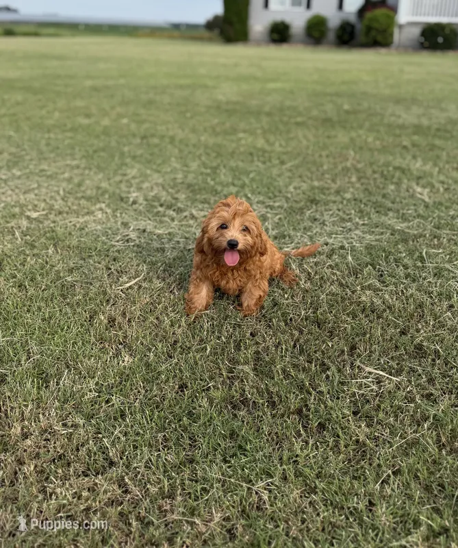Alfie – Cavapoo puppy for sale in Montezuma, GA