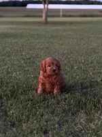 Alfie, a male Cavapoo for sale in Montezuma, GA – 5 of 7