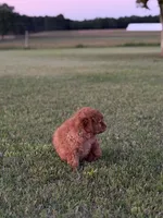 Stella, a female Cavapoo for sale in Montezuma, GA – 2 of 5