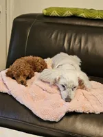 Rusty, a male Poodle - Miniature  for sale in Southfield, MI – 4 of 9