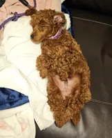 Rusty, a male Poodle - Miniature  for sale in Southfield, MI – 7 of 9