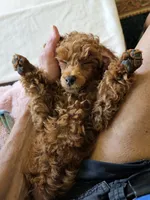 Rusty, a male Poodle - Miniature  for sale in Southfield, MI – 3 of 9