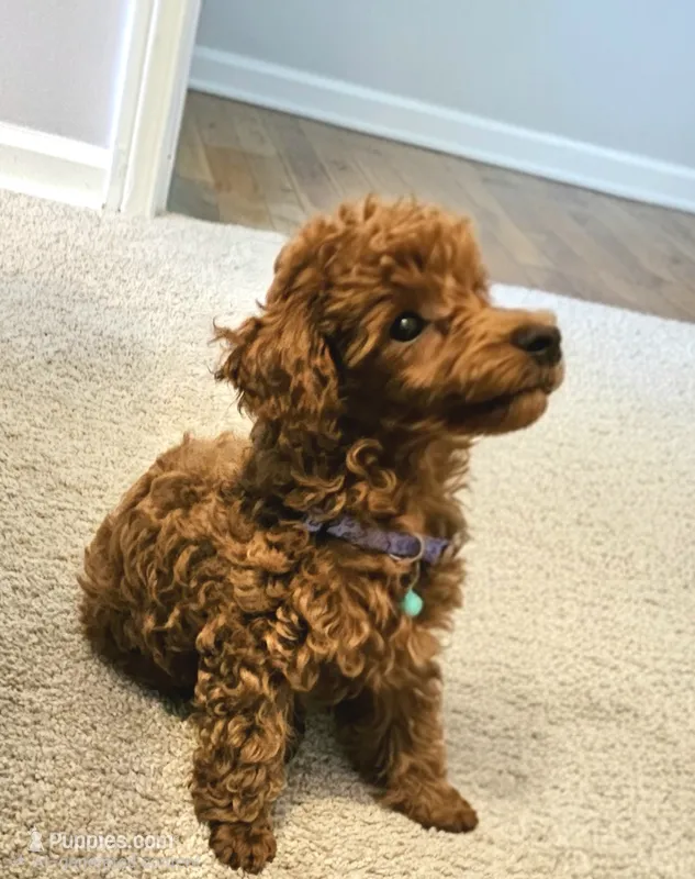 Rusty – Poodle - Miniature  puppy for sale in Southfield, MI