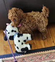 Rusty, a male Poodle - Miniature  for sale in Southfield, MI – 2 of 9