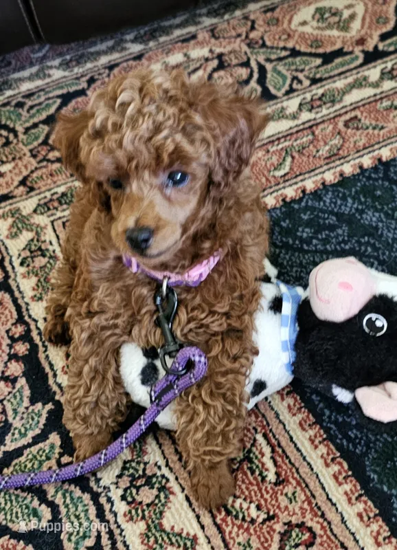 Rusty – Poodle - Miniature  puppy for sale in Southfield, MI