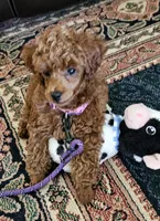 Rusty, a male Poodle - Miniature  for sale in Southfield, MI – 1 of 9