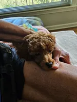 Rusty, a male Poodle - Miniature  for sale in Southfield, MI – 5 of 9