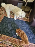 Rusty, a male Poodle - Miniature  for sale in Southfield, MI – 8 of 9
