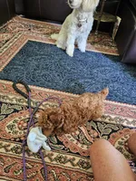 Rusty, a male Poodle - Miniature  for sale in Southfield, MI – 6 of 9