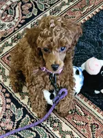 Rusty, a male Poodle - Miniature  for sale in Southfield, MI – 9 of 9