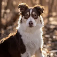 J Red Tri Female 3, a female Australian Shepherd for sale in Mankato, MN – Photo 3 of 7