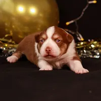 J Red Tri Female 3, a female Australian Shepherd for sale in Mankato, MN – Photo 7 of 7