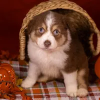 J Red Tri Female 3, a female Australian Shepherd for sale in Mankato, MN – Photo 6 of 7