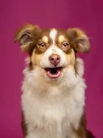 J Red Tri Female 3, a female Australian Shepherd for sale in Mankato, MN – Photo 2 of 7