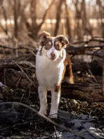 J Red Tri Female 3, a female Australian Shepherd for sale in Mankato, MN – Photo 4 of 7