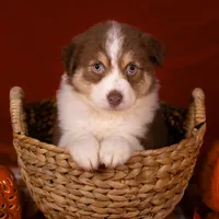 J Red Tri Female 3, a female Australian Shepherd for sale in Mankato, MN – Photo 5 of 7