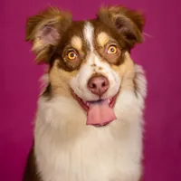 J Red Tri Female 3, a female Australian Shepherd for sale in Mankato, MN – Photo 1 of 7