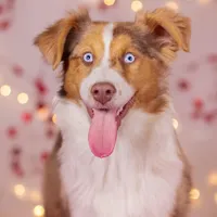 D Red Merle Female 3, a female Australian Shepherd for sale in Mankato, MN – Photo 2 of 4