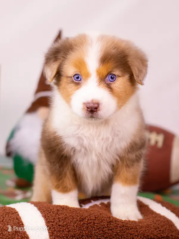 D Red Merle Female 3