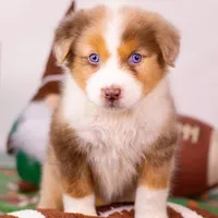 D Red Merle Female 3, a female Australian Shepherd for sale in Mankato, MN – Photo 3 of 4