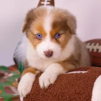 D Red Merle Female 3, a female Australian Shepherd for sale in Mankato, MN – Photo 4 of 4