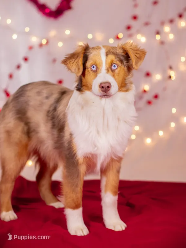 D Red Merle Female 3