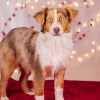 D Red Merle Female 3, a female Australian Shepherd for sale in Mankato, MN – Photo 1 of 4