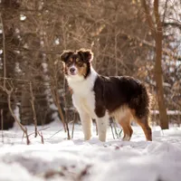 B Red Tri Male 6, a male Australian Shepherd for sale in Mankato, MN – Photo 3 of 7