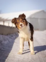 B Red Tri Male 6, a male Australian Shepherd for sale in Mankato, MN – Photo 2 of 7