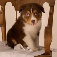 B Red Tri Male 6, a male Australian Shepherd for sale in Mankato, MN – Photo 5 of 7