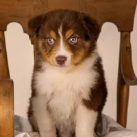 B Red Tri Male 6, a male Australian Shepherd for sale in Mankato, MN – Photo 4 of 7