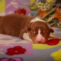 B Red Tri Male 6, a male Australian Shepherd for sale in Mankato, MN – Photo 7 of 7