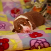 B Red Tri Male 6, a male Australian Shepherd for sale in Mankato, MN – Photo 6 of 7