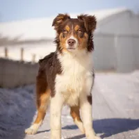 B Red Tri Male 6, a male Australian Shepherd for sale in Mankato, MN – Photo 1 of 7