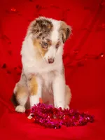 J Red Merle Female 2, a female Australian Shepherd for sale in Mankato, MN – Photo 3 of 7