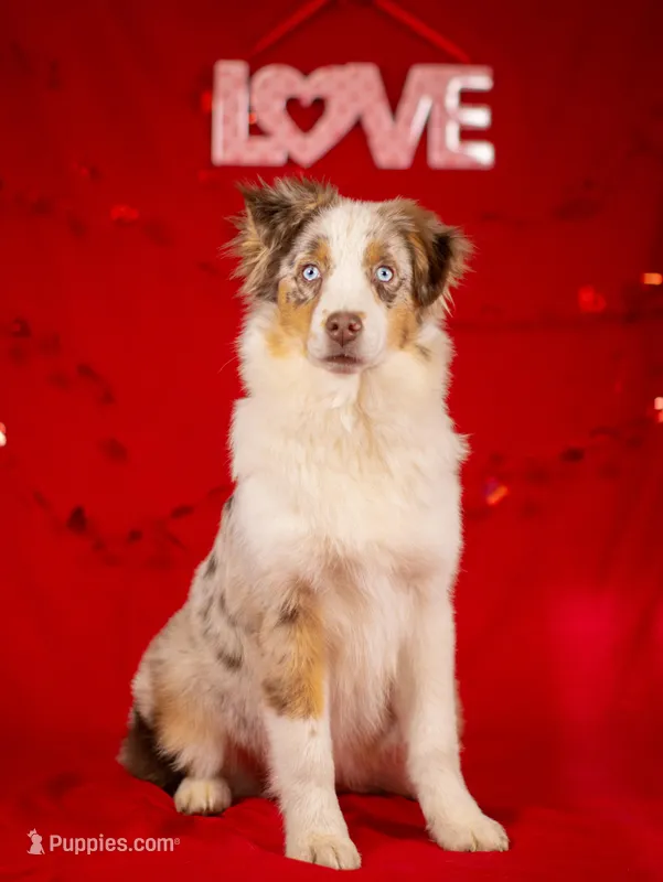 J Red Merle Female 2 – Australian Shepherd puppy for sale in Mankato, MN