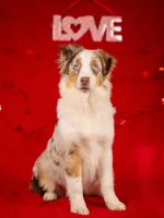 J Red Merle Female 2, a female Australian Shepherd for sale in Mankato, MN – Photo 1 of 7