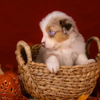 J Red Merle Female 2, a female Australian Shepherd for sale in Mankato, MN – Photo 6 of 7