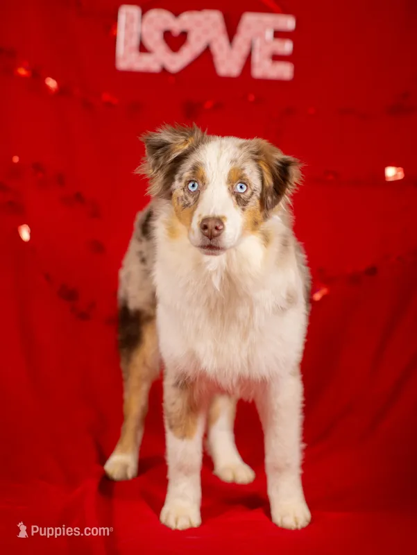 J Red Merle Female 2