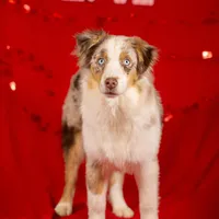 J Red Merle Female 2, a female Australian Shepherd for sale in Mankato, MN – Photo 2 of 7