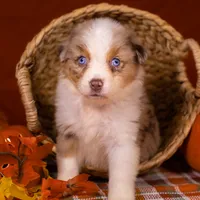 J Red Merle Female 2, a female Australian Shepherd for sale in Mankato, MN – Photo 5 of 7