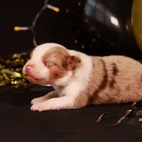 J Red Merle Female 2, a female Australian Shepherd for sale in Mankato, MN – Photo 7 of 7