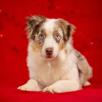 J Red Merle Female 2, a female Australian Shepherd for sale in Mankato, MN – Photo 4 of 7