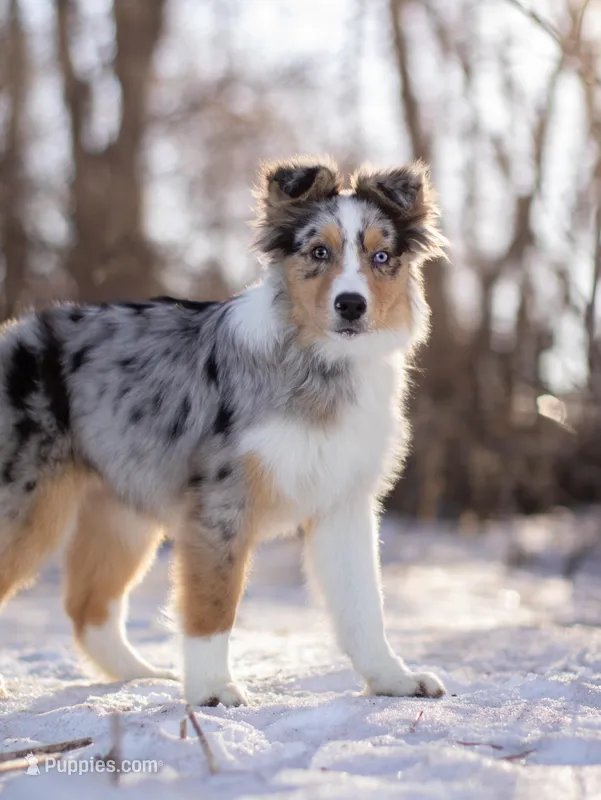 L Blue Merle Female 1