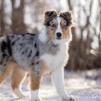 L Blue Merle Female 1, a female Australian Shepherd for sale in Mankato, MN – Photo 1 of 6