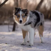 L Blue Merle Female 1, a female Australian Shepherd for sale in Mankato, MN – Photo 2 of 6